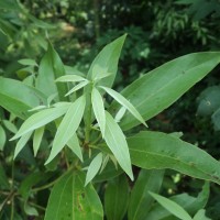 Neolitsea cassia (L.) Kosterm.